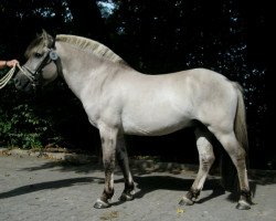 stallion Thor van den Bosdries (Fjord Horse, 2017, from Rudsmo Rune)