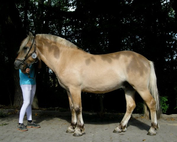 horse Iron Man d'Ober (Fjord Horse, 2018, from Fjellkaisar)