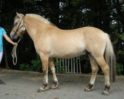 stallion Invictus d'Ober (Fjord Horse, 2018, from Benji d'Ober)