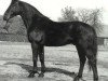 stallion Wellington (Hanoverian, 1975, from Wendekreis)