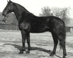 stallion Wellington (Hanoverian, 1975, from Wendekreis)