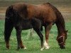 broodmare Wencke (Westphalian,  , from Wellington)