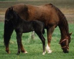 broodmare Wencke (Westphalian,  , from Wellington)