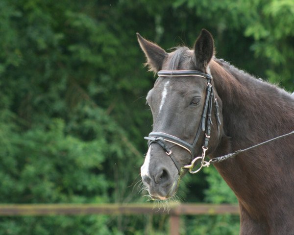 broodmare Rhapsody in blue (Westphalian, 1995, from Rosenkavalier)