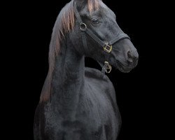 dressage horse Djumanji blue Samsara (Oldenburg, 2018, from Don Nobless)