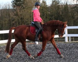 dressage horse Skyline (Westphalian, 2015, from Sunday)