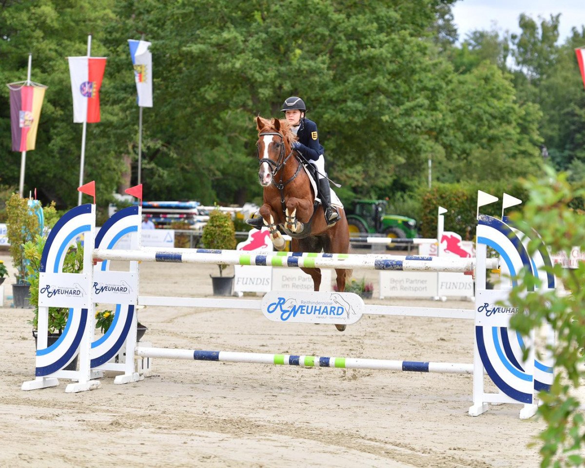 Springpferd Pretiosa (Deutsches Reitpony, 2007, von Playback)