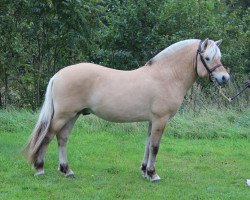 horse Glenzer (Fjord Horse, 2018, from Galant)