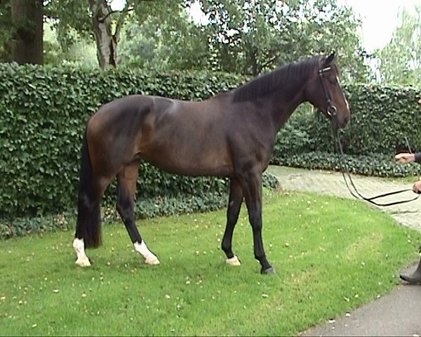 broodmare Escaparieni (KWPN (Royal Dutch Sporthorse), 2009, from Riccione)