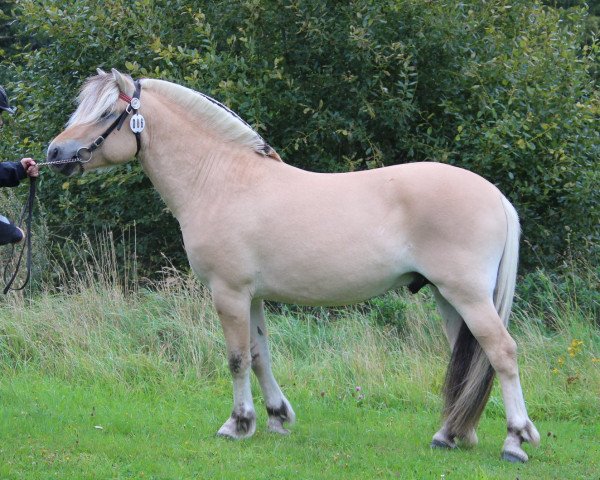 Pferd SörFin (Fjordpferd, 2018, von Højgaards Nicko)