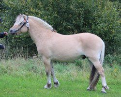 horse SörFin (Fjord Horse, 2018, from Højgaards Nicko)