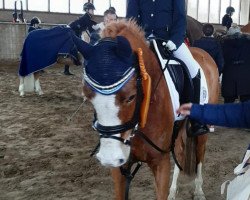 jumper Billy 613 (German Riding Pony, 2014, from The Braes My Mobility)