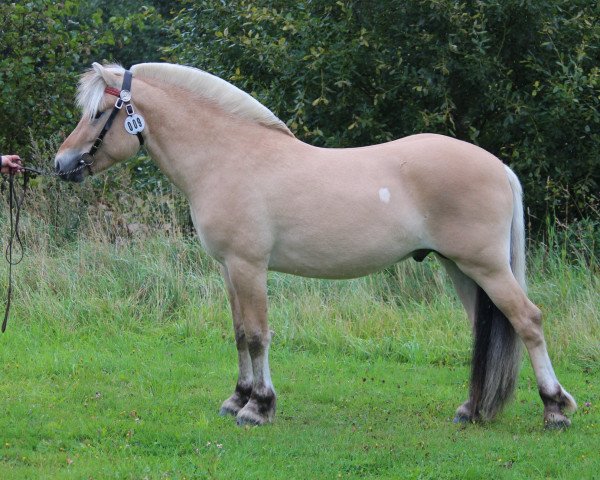 Pferd VestFin (Fjordpferd, 2018, von Højgaards Nicko)