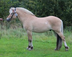 horse VestFin (Fjord Horse, 2018, from Højgaards Nicko)