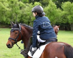 horse Geraldine 185 (German Riding Pony, 2004, from PK Golden Moon Wind)