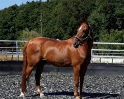 dressage horse Bonito 154 (Württemberger, 1997, from Baryshnikov)