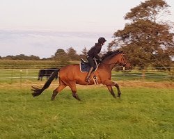 Dressurpferd Feine Tänzerin (Trakehner, 2010, von Karl Lagerfeld)