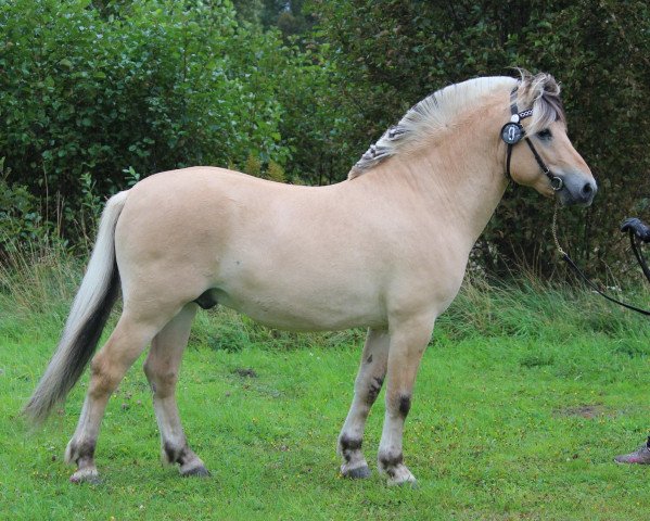 Pferd Nytorps Janus (Fjordpferd, 2018, von Kronos)