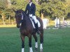 dressage horse Collin 116 (Westphalian, 2009, from Chequille 2)