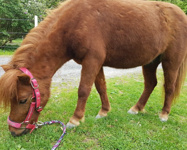 horse Picolino (Shetland Pony, 2016)