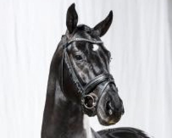 stallion De Coeur (Westphalian, 2012, from De Niro)