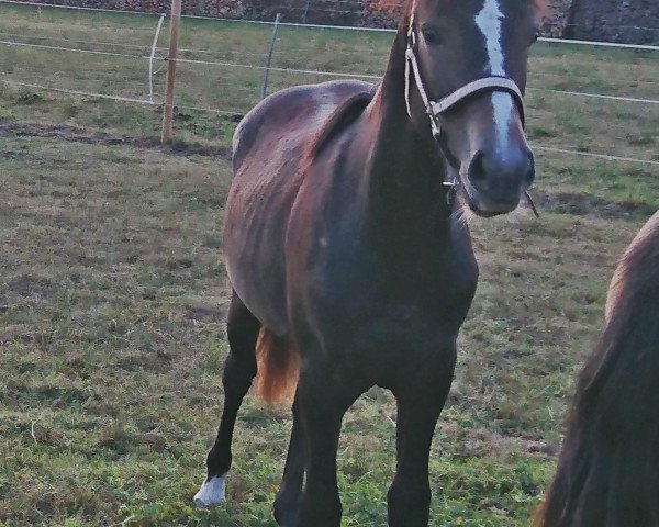 Springpferd Arkadiusz (Deutsches Reitpony, 2018, von Mr.bubble)