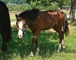 Springpferd Abendsonne (Deutsches Reitpony, 2018, von Mr.bubble)