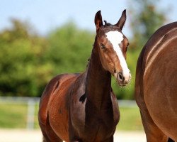 jumper Quest Water (Oldenburg show jumper, 2020, from Quintero)