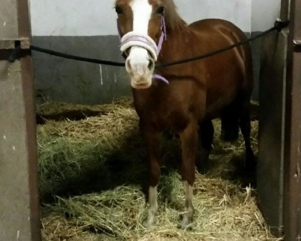 Zuchtstute Saphira (Deutsches Reitpony, 2007, von Lestard)