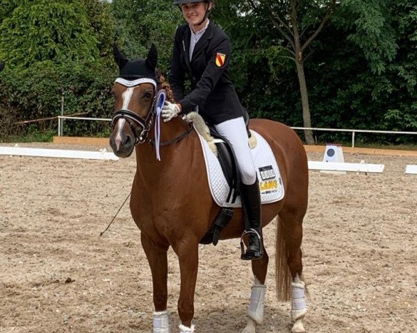 dressage horse Orange Foxy Fire (Dutch Pony, 2005, from Orchard d'Avranches)