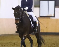 dressage horse Sammy Deluxe 17 (Westphalian, 2010, from San Schufro)