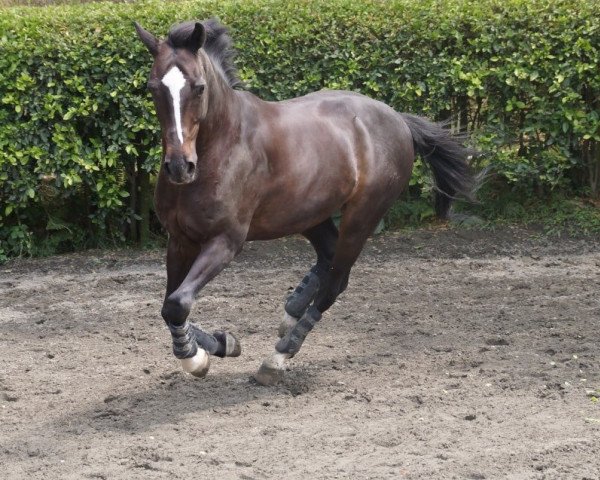dressage horse Le Petit Prince R (Holsteiner, 1998, from Linaro)