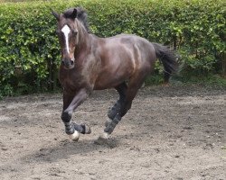 dressage horse Le Petit Prince R (Holsteiner, 1998, from Linaro)