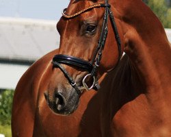 broodmare Feine Piccola (Westphalian, 2012, from Fürst Piccolo)