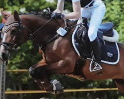 dressage horse Calinka 56 (German Riding Pony, 2011, from FS Cover Boy)