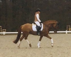 broodmare Dilara 32 (German Riding Pony, 2008, from FS Don't Worry)