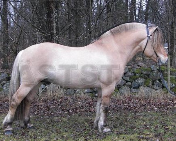 stallion Emil (Fjord Horse, 2003, from Kim Hero 8 F)