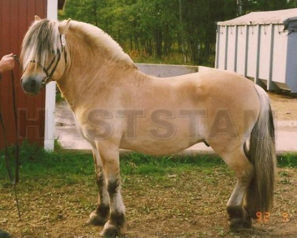 stallion Tullaren (Fjord Horse, 1976, from Skaffaren 59 SWE)