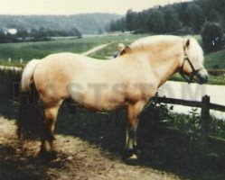 stallion Skaffaren 59 SWE (Fjord Horse, 1971, from Sølve N.1672)