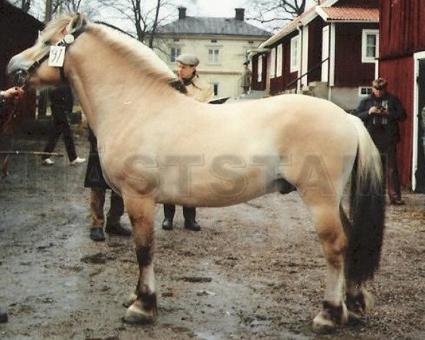Deckhengst Frippe 91 SWE (Fjordpferd, 1975, von Skaffaren 59 SWE)