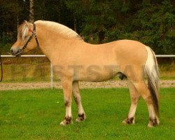 stallion Kronos (Fjord Horse, 2010, from Kim Hero 8 F)