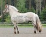 horse Gandalf (Fjord Horse, 2007, from Leirdals Odin N-02-2609)