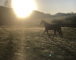 broodmare Dirty Dancing (Hanoverian, 2001, from Donnerhall)