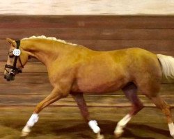 broodmare Heitholms Kissing Girl (German Riding Pony, 2016, from Casino Royale K WE)