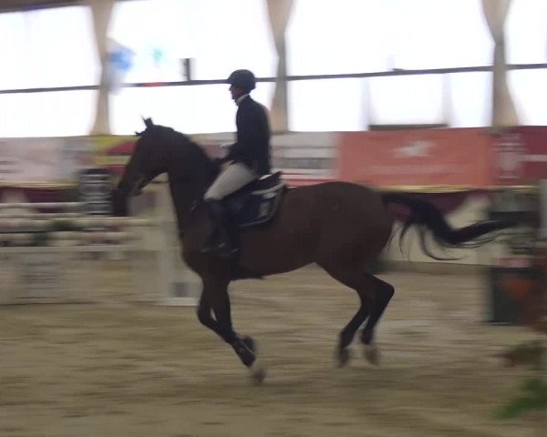 CSI Damme 2015