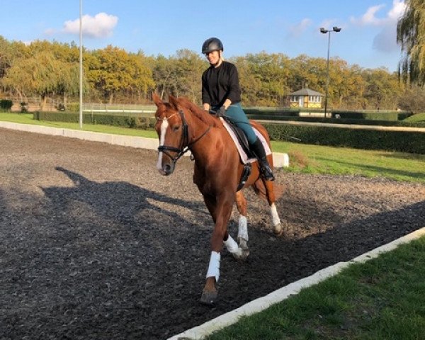 dressage horse Delgado (German Sport Horse, 2014, from Descolari)