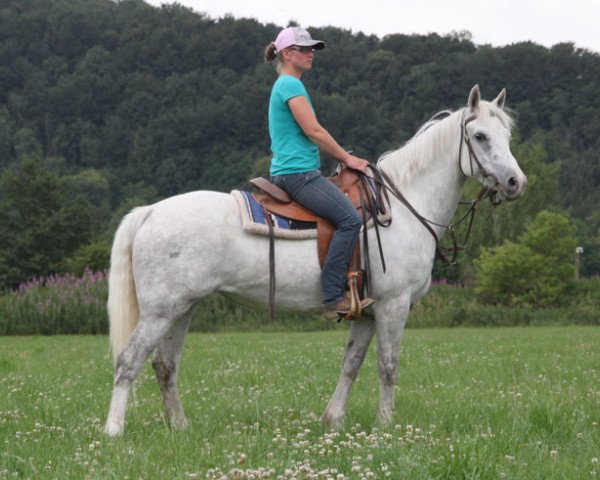 Pferd Jacinta (Connemara-Pony, 2014)