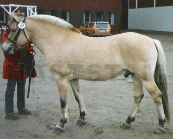 Deckhengst Furubäcks Inter (Fjordpferd, 1993, von Knast Halsnæs)