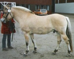 stallion Furubäcks Inter (Fjord Horse, 1993, from Knast Halsnæs)