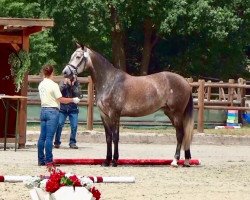 broodmare Iléyla (Hanoverian, 2014, from IS Orlow ox)